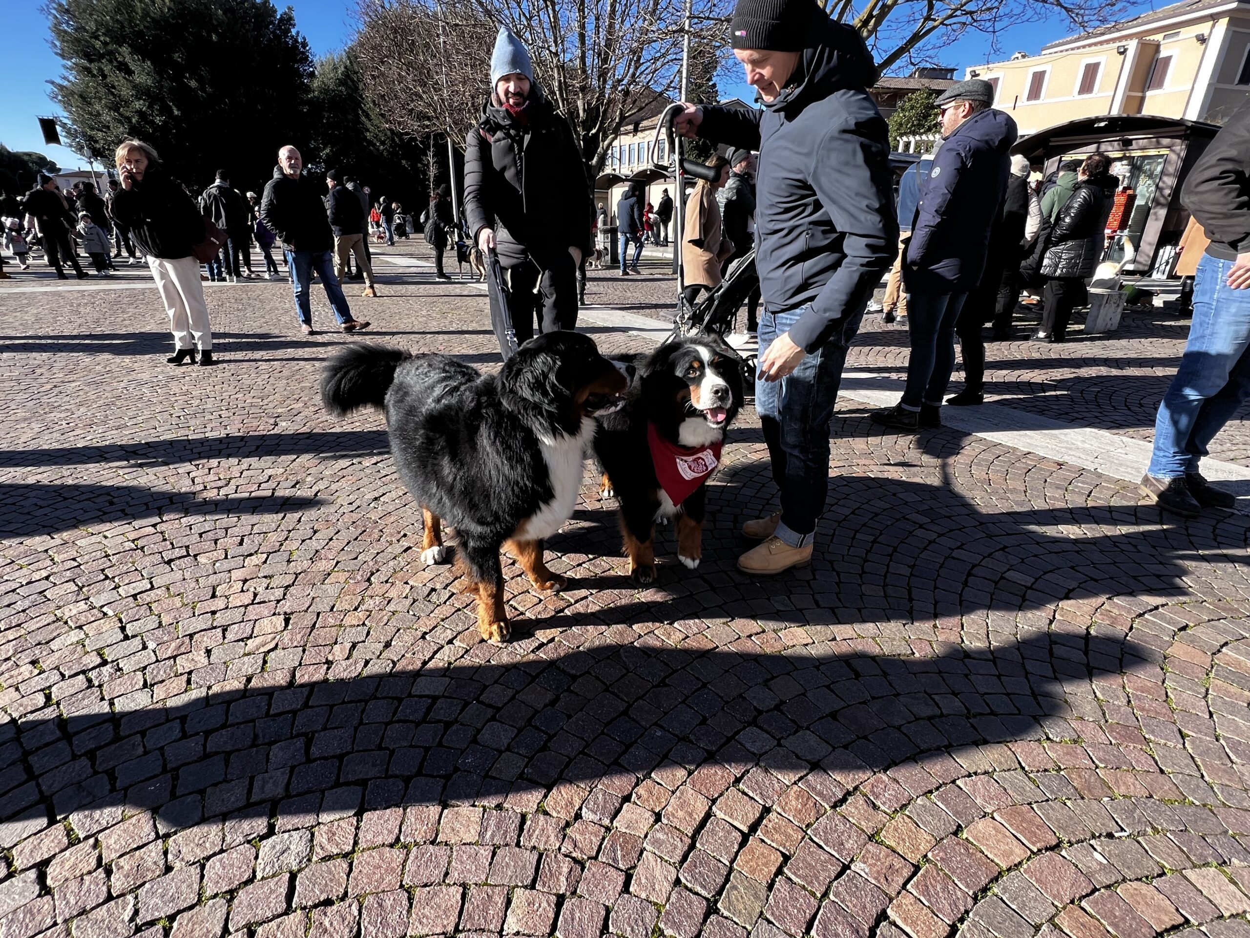 Successo a Santa Maria degli Angeli per il Piatto di Sant’Antonio Abate (foto e video) 101 Successo a Santa Maria degli Angeli per il Piatto di Sant’Antonio Abate (foto e video) 100