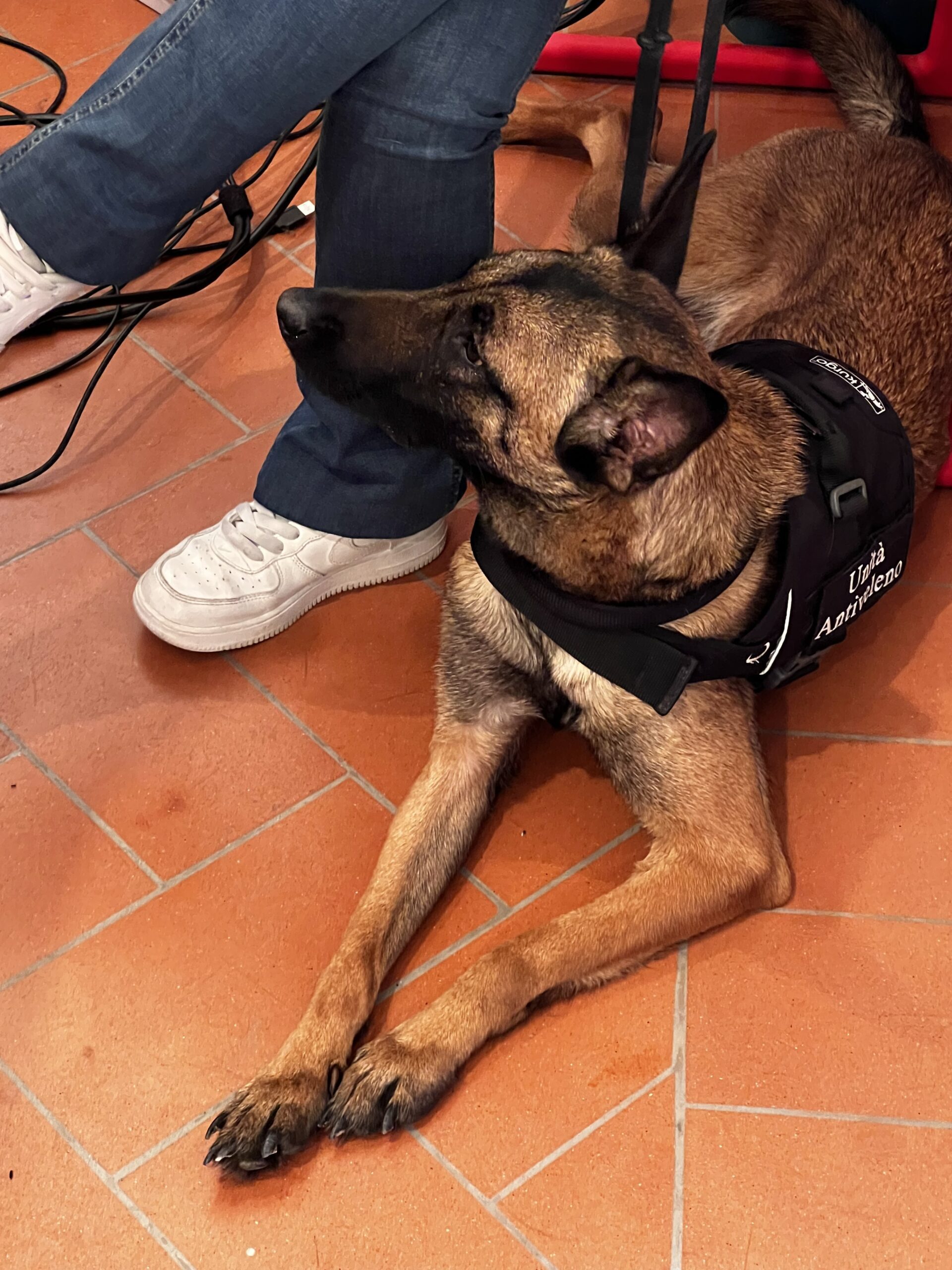 Alla Taverna dei Priori del Piatto di Sant’Antonio Abate risate e divertimento con i ‘7 cervelli’ (foto) 18