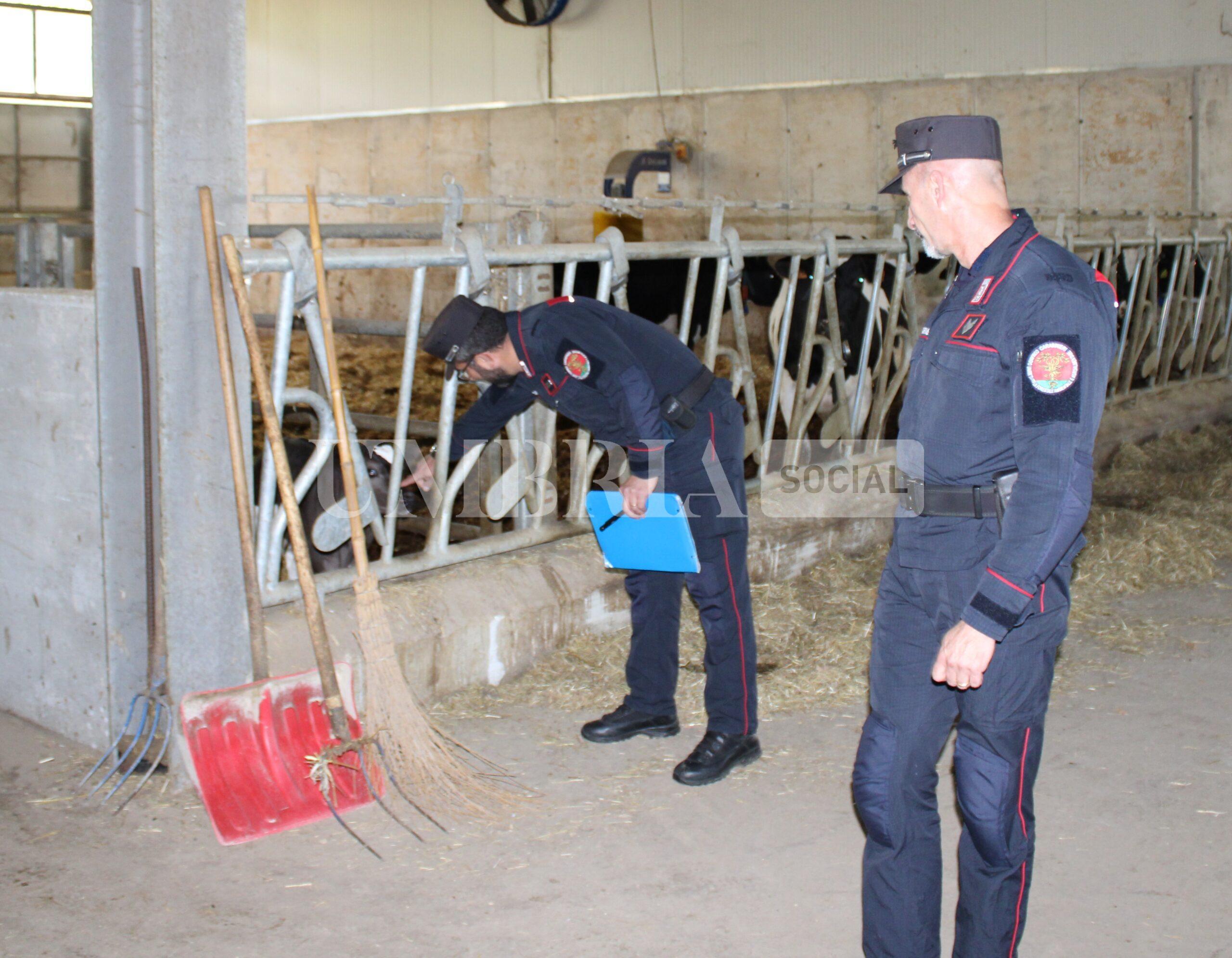 Oltre 80 bovini maltrattati e malnutriti, sequestrato allevamento di Montefalco 2