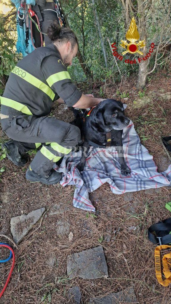 Doppio salvataggio di cani - tra pendio e lago - per i vigili del fuoco: i due animali restituiti ai proprietari (foto) 3