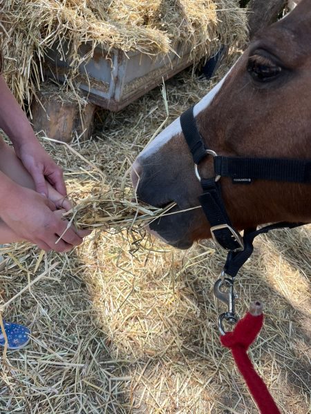 Scuderia Valmarino prima in Umbria certificata per gli interventi assistiti con animali 4 Scuderia Valmarino prima in Umbria certificata per gli interventi assistiti con animali 3