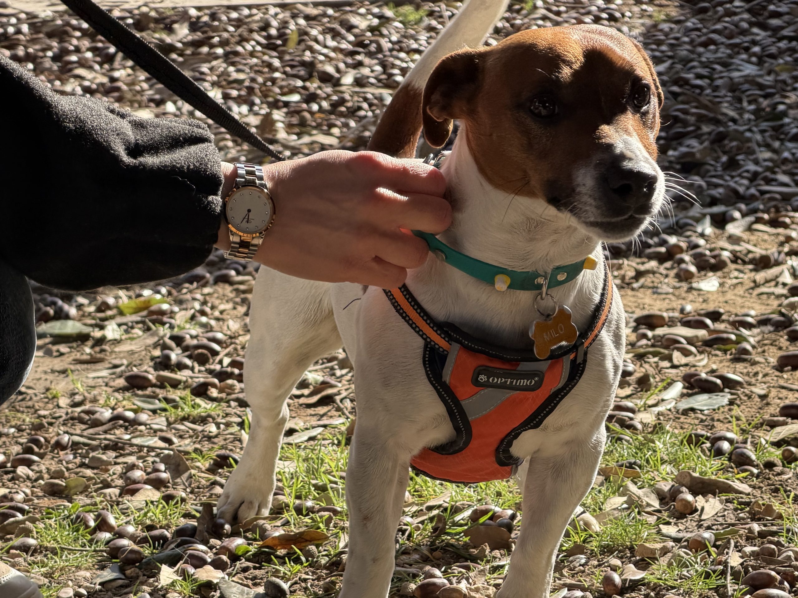 Grande festa a Santa Maria degli Angeli per il Piatto di Sant’Antonio (foto) 34 Grande festa a Santa Maria degli Angeli per il Piatto di Sant’Antonio (foto) 33