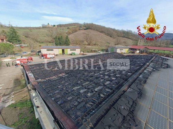 Incendio in stalla a Umbertide: deceduti alcuni bovini, altri feriti 4 Incendio in stalla a Umbertide: deceduti alcuni bovini, altri feriti 3