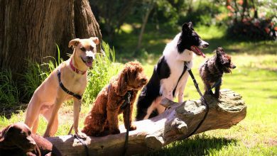 Passeggiare in natura con il proprio cane: perché il dog trekking può fare davvero la differenza 22