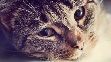 Vandalizzata la colonia felina di Ponte San Giovanni, sopralluogo di istituzioni e veterinari 15