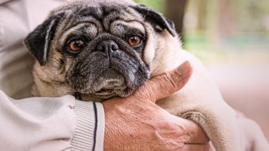 Animali domestici, in Umbria si potrà riposare insieme anche dopo la morte 14