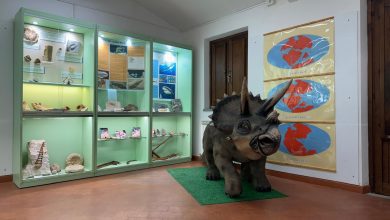 Monte Subasio, riapre la Mostra geo-paleontologica: spazi rinnovati e nuova offerta didattica 5