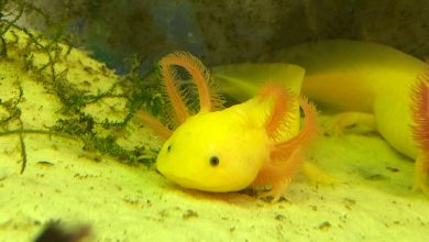Città della Domenica, arrivano gli axolotl nel rettilario rinnovato 10 Città della Domenica, arrivano gli axolotl nel rettilario rinnovato 9