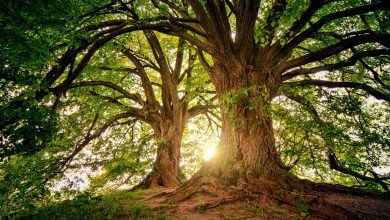 “Anche gli alberi hanno un nome”: in Valsorda studenti alla scoperta del bosco 18 “Anche gli alberi hanno un nome”: in Valsorda studenti alla scoperta del bosco 17
