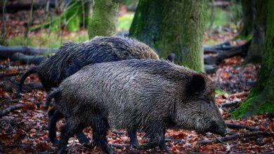 Fasulo (FI) contro la riforma sulla caccia al cinghiale: “Scelta irresponsabile, rischio sanitario ed economico per l’Umbria” 15
