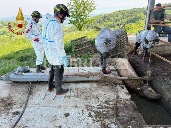 Valfabbrica, vitello cade in un canale di liquami: salvato dai Vigili del Fuoco 4 Valfabbrica, vitello cade in un canale di liquami: salvato dai Vigili del Fuoco 3