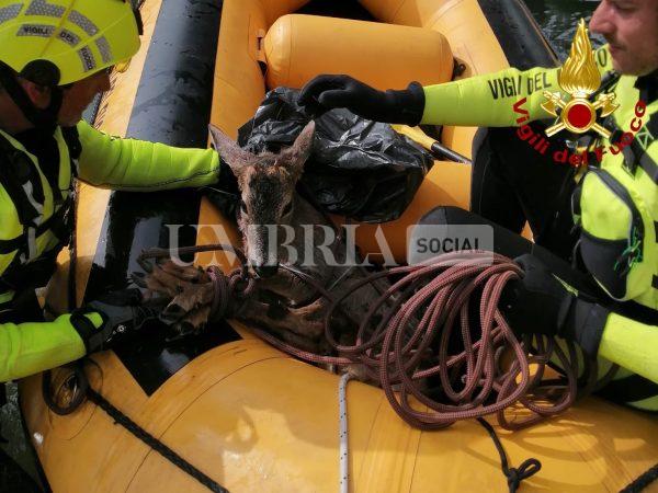 Terni, salvato un capriolo nel canale Recentino: intervento dei Vigili del Fuoco (foto+video) 4 Terni, salvato un capriolo nel canale Recentino: intervento dei Vigili del Fuoco (foto+video) 3
