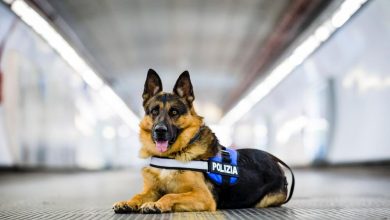 Da cane abbandonato a simbolo della Polizia: Ares testimonial del Pet Camper Tour 2026 12 Da cane abbandonato a simbolo della Polizia: Ares testimonial del Pet Camper Tour 2026 11