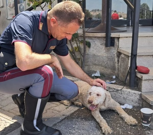 Doppio salvataggio di animali nel Folignate: salvati un'oca e un lagotto grazie a cittadini e forze dell'ordine (foto) 6 Doppio salvataggio di animali nel Folignate: salvati un'oca e un lagotto grazie a cittadini e forze dell'ordine (foto) 5