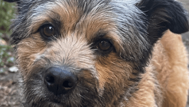 Francesco, mascotte del centro storico di Perugia: la città si mobilita per lui e il suo padrone 21