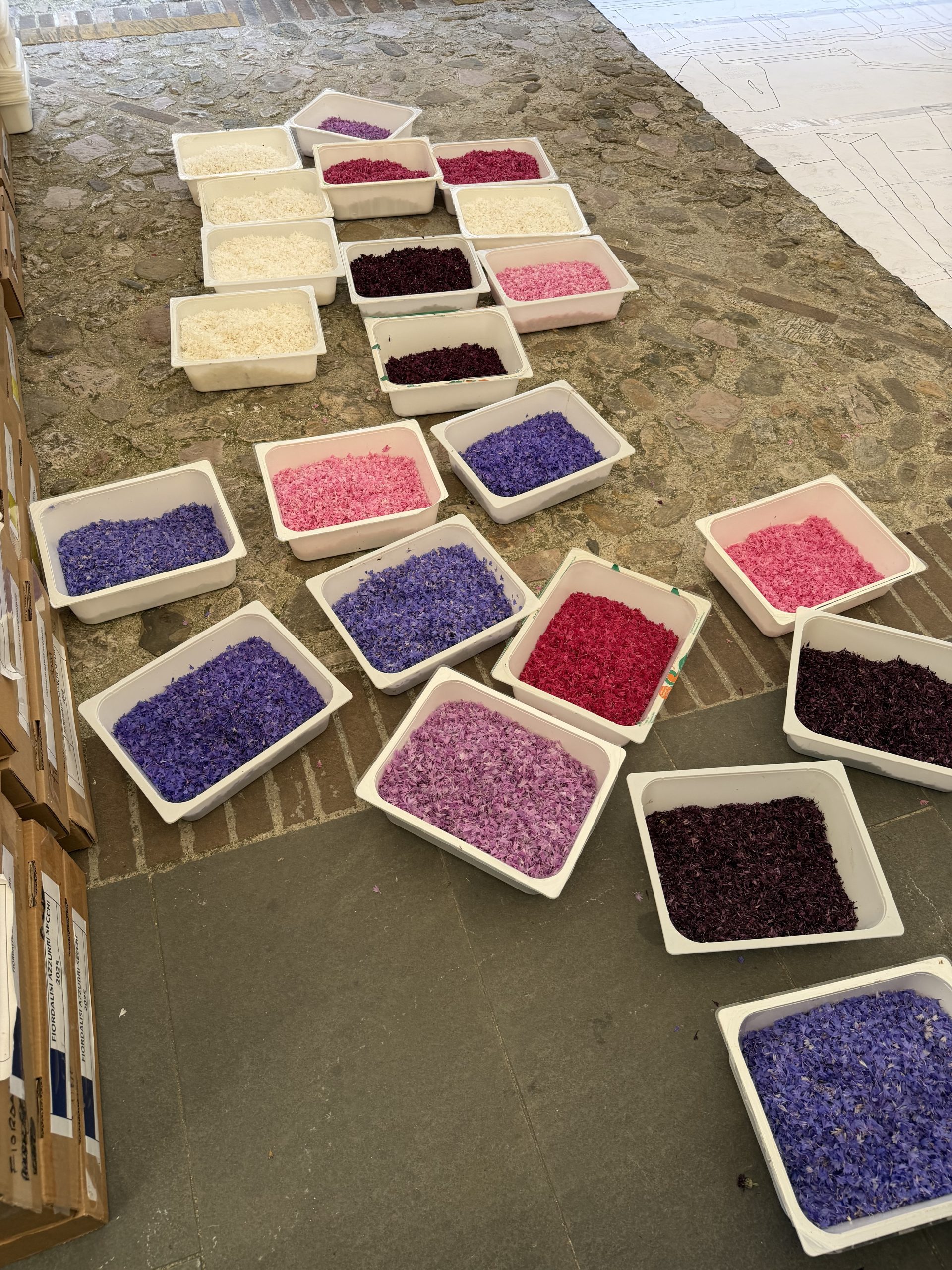 Spello, tutto pronto per le Infiorate: si accende la magia della Notte dei Fiori (foto) 44 Spello, tutto pronto per le Infiorate: si accende la magia della Notte dei Fiori (foto) 43