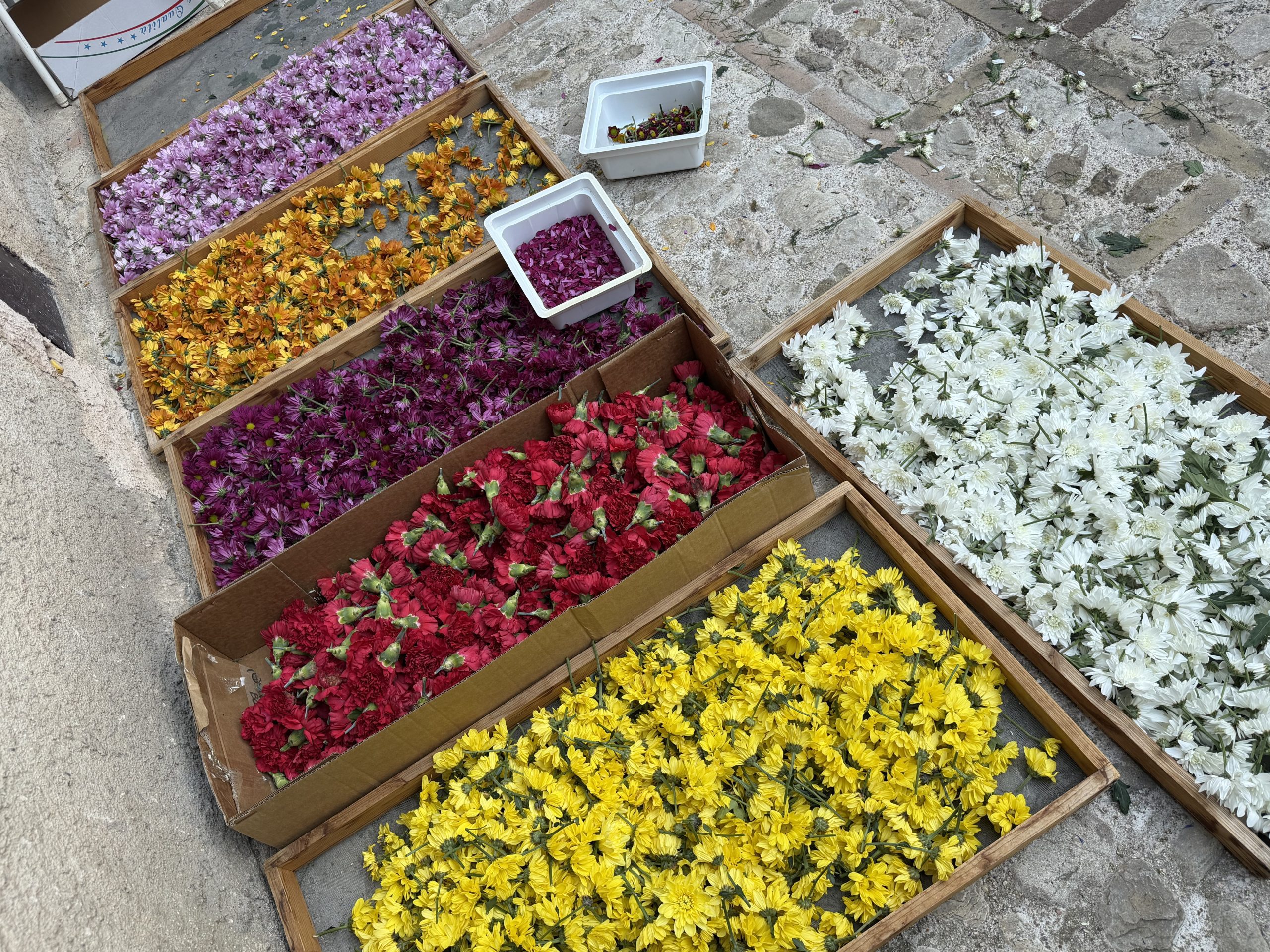 Spello, tutto pronto per le Infiorate: si accende la magia della Notte dei Fiori (foto) 54 Spello, tutto pronto per le Infiorate: si accende la magia della Notte dei Fiori (foto) 53