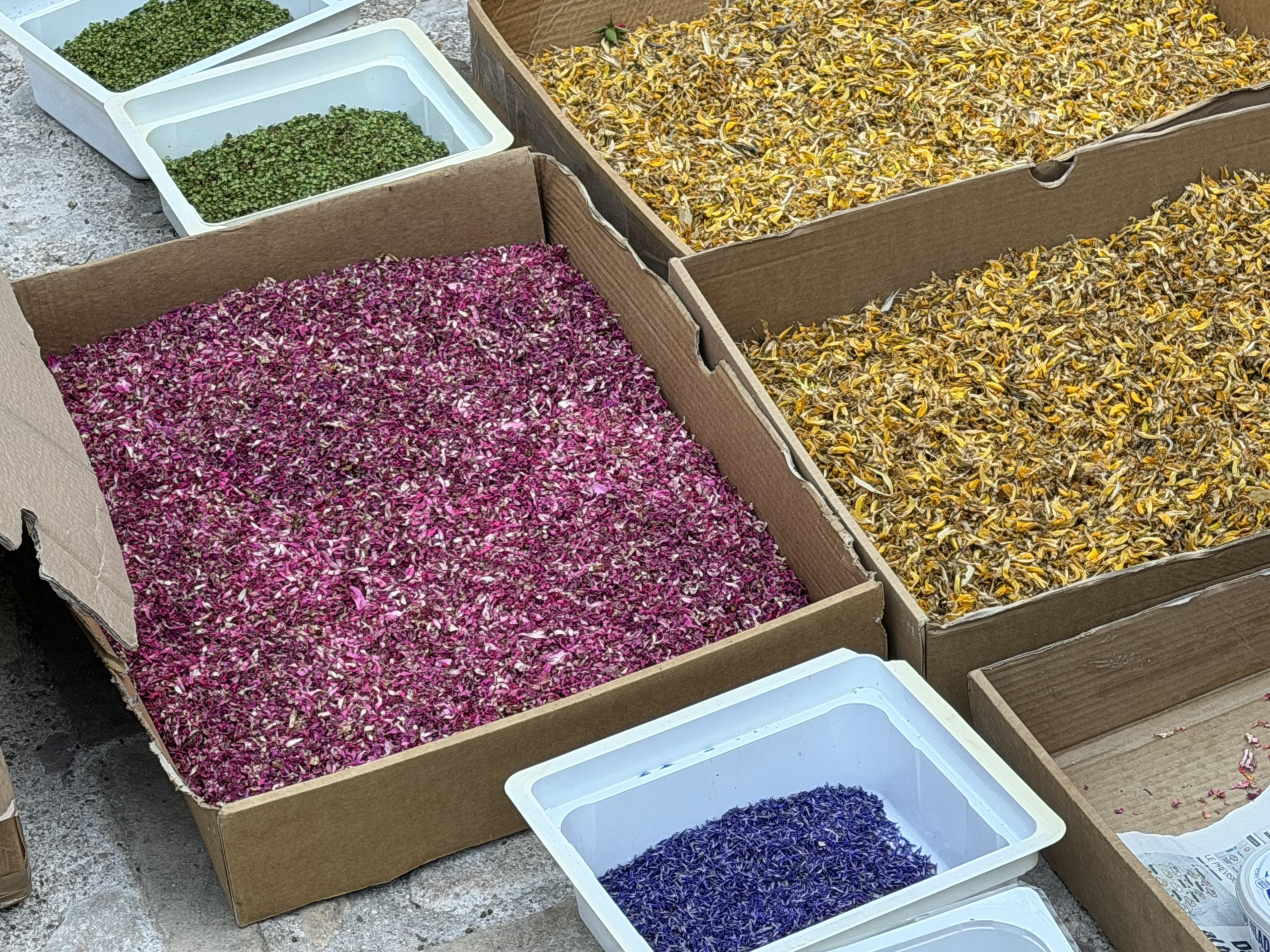 Spello, tutto pronto per le Infiorate: si accende la magia della Notte dei Fiori (foto) 58 Spello, tutto pronto per le Infiorate: si accende la magia della Notte dei Fiori (foto) 57