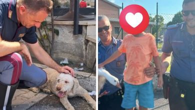Doppio salvataggio di animali nel Folignate: salvati un'oca e un lagotto grazie a cittadini e forze dell'ordine (foto) 26 Doppio salvataggio di animali nel Folignate: salvati un'oca e un lagotto grazie a cittadini e forze dell'ordine (foto) 25