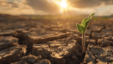 Cambiamenti climatici, AIFO: "La sostenibilità passa dalla resilienza della filiera olivicola" 3
