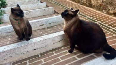Perugia cerca Birillo: scomparso da dieci giorni il gatto simbolo di Porta Sole 18 Perugia cerca Birillo: scomparso da dieci giorni il gatto simbolo di Porta Sole 17