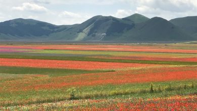 Fioritura di Castelluccio, navette e nuove regole per i weekend di giugno e luglio 10 Fioritura di Castelluccio, navette e nuove regole per i weekend di giugno e luglio 9
