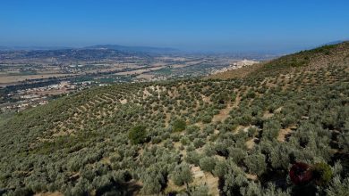 Terre dell’olio e del Sagrantino, nasce il cartellone unico “Intrecci di terre e sapori 2026” 1