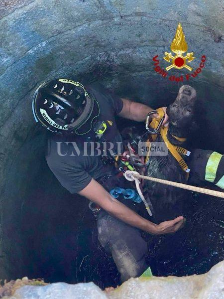Vigili del Fuoco di Città di Castello: recuperato un cane da caccia caduto in un pozzo a Umbertide (foto) 3