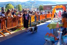 Città di Castello, in passerella i cani per promuovere adozioni e solidarietà 23