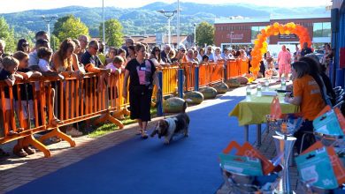 Città di Castello, in passerella i cani per promuovere adozioni e solidarietà 3 Città di Castello, in passerella i cani per promuovere adozioni e solidarietà 2