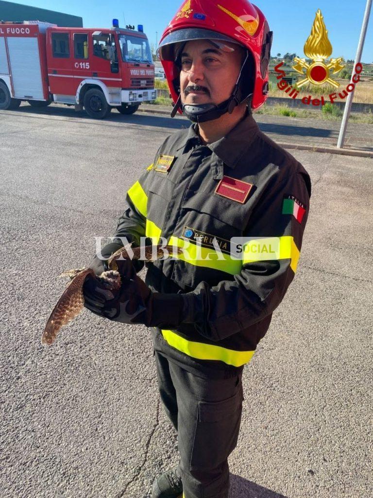 Cuculo intrappolato nelle reti dell’aeroporto di Perugia: salvato dai vigili del fuoco 3