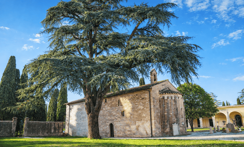Giornate Fai d’autunno 2026: Bastia Umbra protagonista con la chiesa di San Paolo delle Abbadesse e il cimitero monumentale 2 Giornate Fai d’autunno 2026: Bastia Umbra protagonista con la chiesa di San Paolo delle Abbadesse e il cimitero monumentale 1