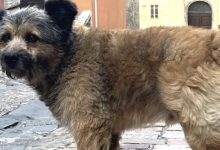Perugia, scomparso Francesco: si cerca il cagnolino simbolo del centro storico 13