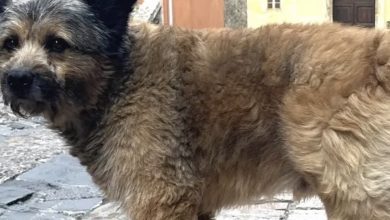 Perugia, scomparso Francesco: si cerca il cagnolino simbolo del centro storico 4 Perugia, scomparso Francesco: si cerca il cagnolino simbolo del centro storico 3