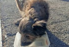 Perugia, ritrovato Francesco: sospiro di sollievo per il cane mascotte del centro storico 79