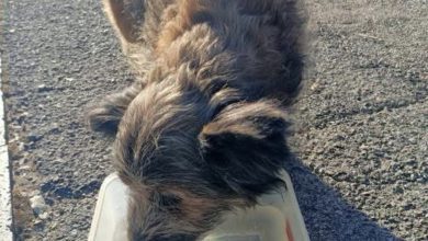 Perugia, ritrovato Francesco: sospiro di sollievo per il cane mascotte del centro storico 6 Perugia, ritrovato Francesco: sospiro di sollievo per il cane mascotte del centro storico 5