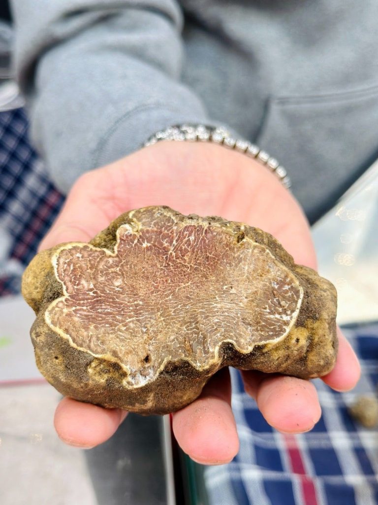 Torna il Salone Nazionale del tartufo bianco per tre weekend a Città di Castello 18 Torna il Salone Nazionale del tartufo bianco per tre weekend a Città di Castello 17