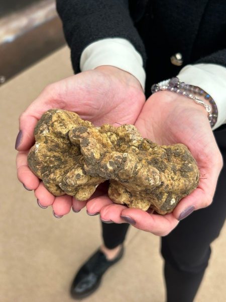 Torna il Salone Nazionale del tartufo bianco per tre weekend a Città di Castello 52 Torna il Salone Nazionale del tartufo bianco per tre weekend a Città di Castello 51