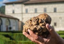 Torna il Salone Nazionale del tartufo bianco per tre weekend a Città di Castello 26