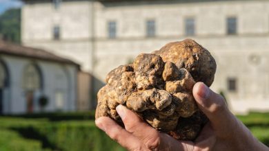 Torna il Salone Nazionale del tartufo bianco per tre weekend a Città di Castello 28 Torna il Salone Nazionale del tartufo bianco per tre weekend a Città di Castello 27