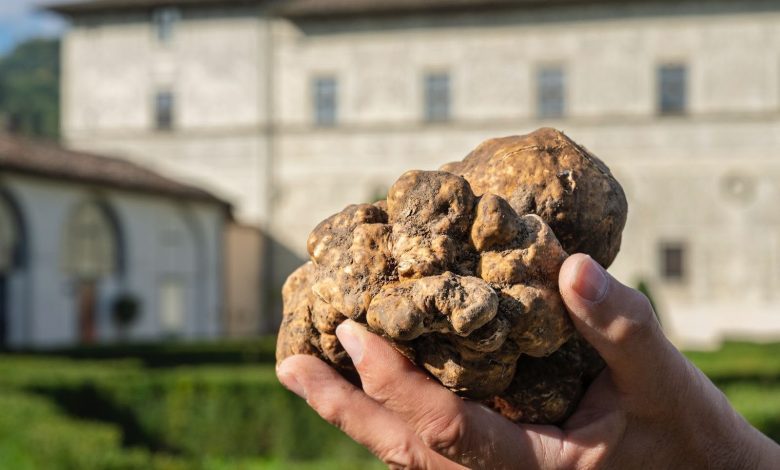 Torna il Salone Nazionale del tartufo bianco per tre weekend a Città di Castello 2 Torna il Salone Nazionale del tartufo bianco per tre weekend a Città di Castello 1
