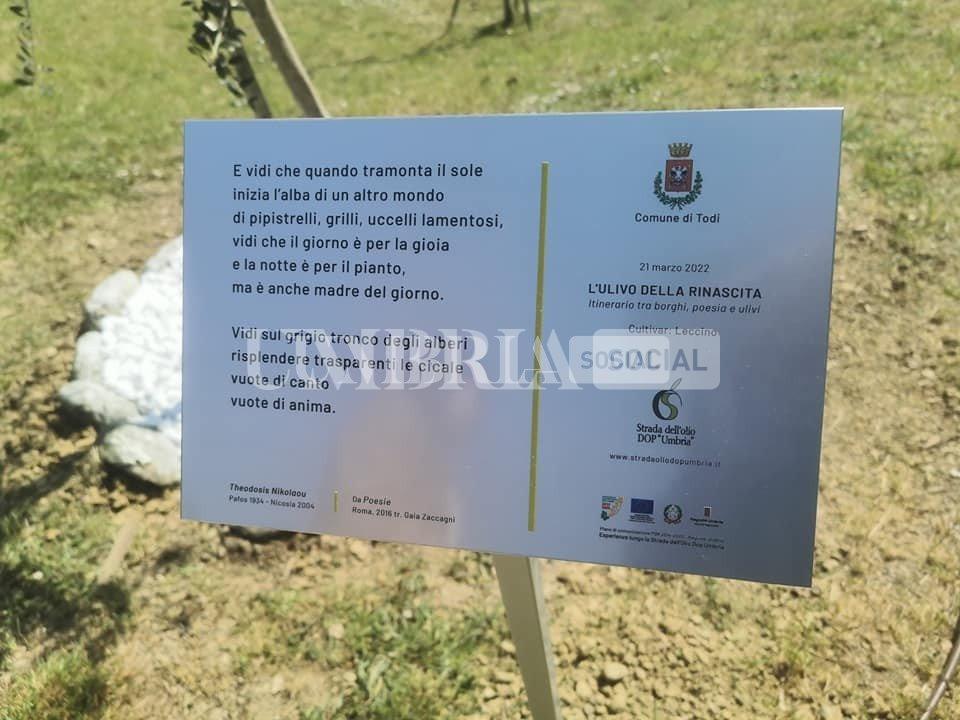 Piantato “l’Ulivo della rinascita” a Gualdo Tadino, Lugnano in Teverina, Massa Martana, Stroncone e Todi 6