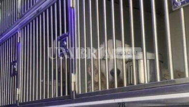 Ucraina, Liuba e i suoi cani arrivati a Perugia stanno tutti bene (video) 10 7AA19883 8327 4C36 83DB B065A81DFAF4