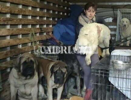 Enpa salva nella notte in Ucraina Liuba, profuga di Zaporižžja, con i suoi 19 cani 1 AB920EF3 3083 4702 91BD 2C141E2B3544