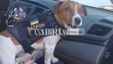 Ucraina, Patron "cartuccia" è il jack russell in uniforme che disinnesca gli ordigni 6 WhatsApp Image 2022 03 20 at 20.46.45