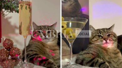 La storia di Stepan, famoso gatto ucraino scappato dalla guerra con la famiglia 5 gatto stepen scappa in francia da ucraina guerra 01 3