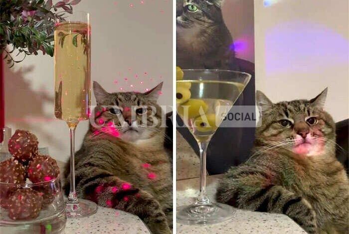 La storia di Stepan, famoso gatto ucraino scappato dalla guerra con la famiglia 1 gatto stepen scappa in francia da ucraina guerra 01 3