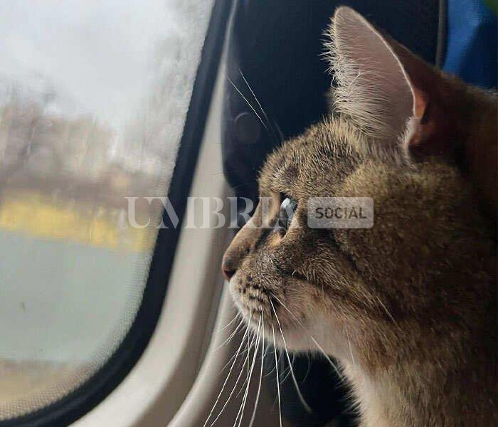 La storia di Stepan, famoso gatto ucraino scappato dalla guerra con la famiglia 2