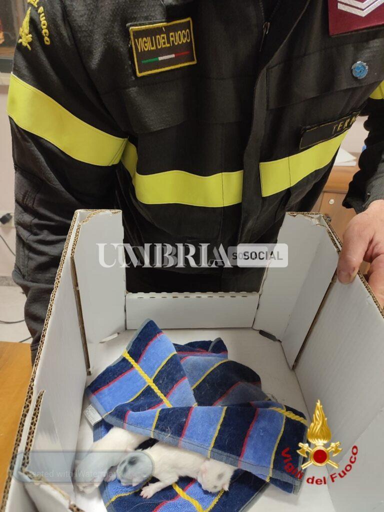 Terni, Vigili del Fuoco salvano tre gattini gettati fra gli indumenti usati 3 Terni, Vigili del Fuoco salvano tre gattini gettati fra gli indumenti usati 2