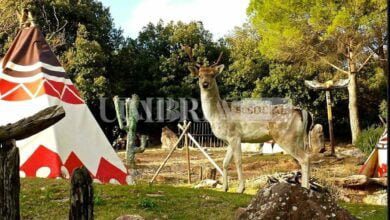 Città della Domenica, Pasqua a Perugia nel parco dedicato a natura e divertimento 3 2DE7B8FA E658 4773 B8EE CB3E67974A94